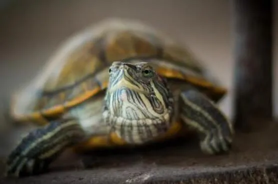 龟龟的肢体语言揭秘：这些动作背后的含义你知道吗？