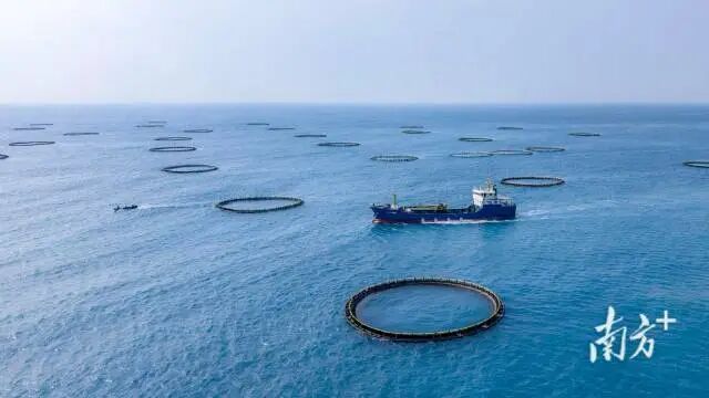 2月20日，广东茂名滨海新区莲头岭南部海域现代化海洋牧场基地的金鲳鱼丰收，工人加紧拉网、起吊。南方+拍客 吕华当 摄
