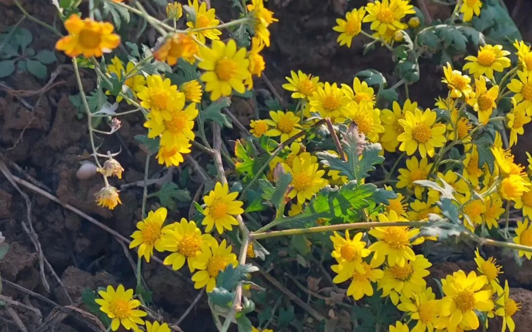 路边不起眼的小黄花，竟是善治结石，囊肿，癌肿的中药！随处可见排行出炉