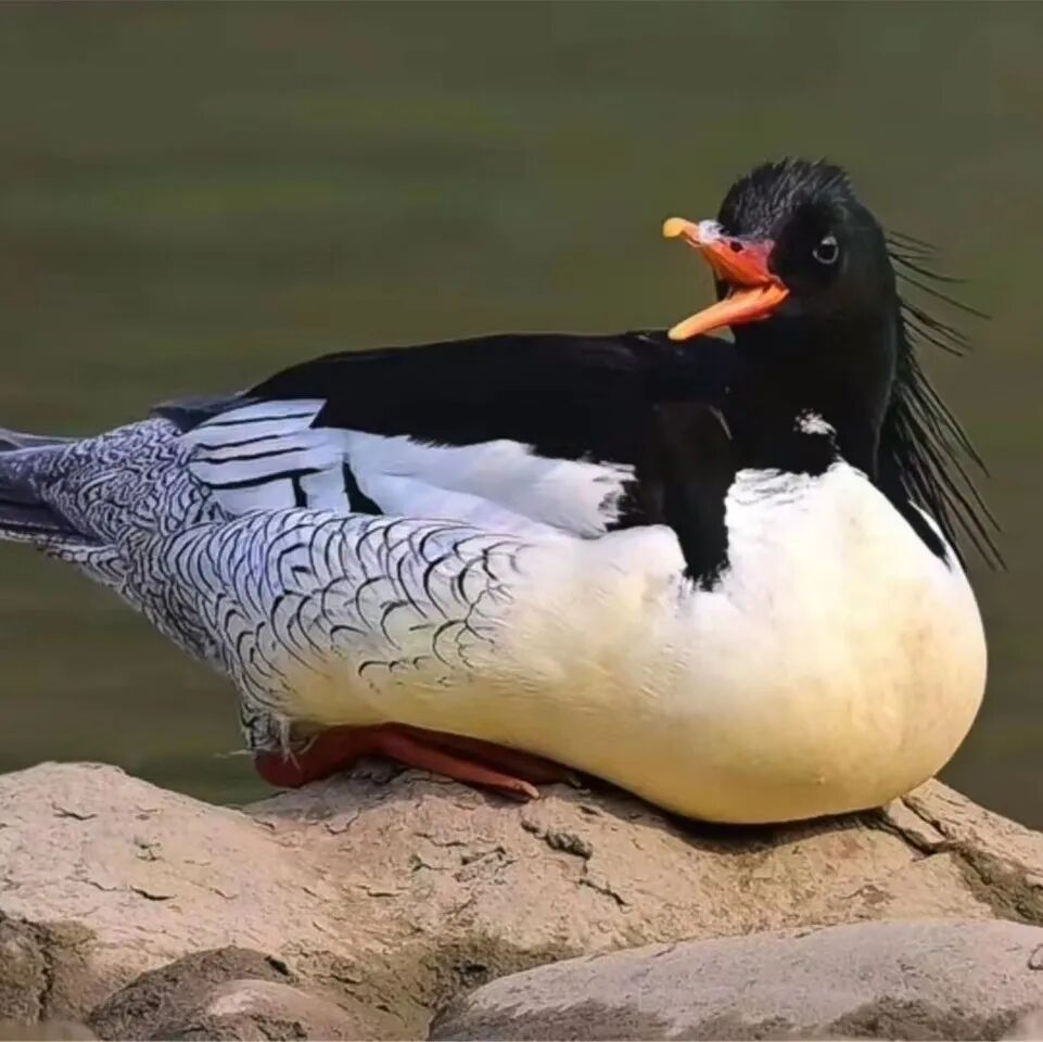 珍稀鸟类中华秋沙鸭为何在梁平安家带你一起探秘