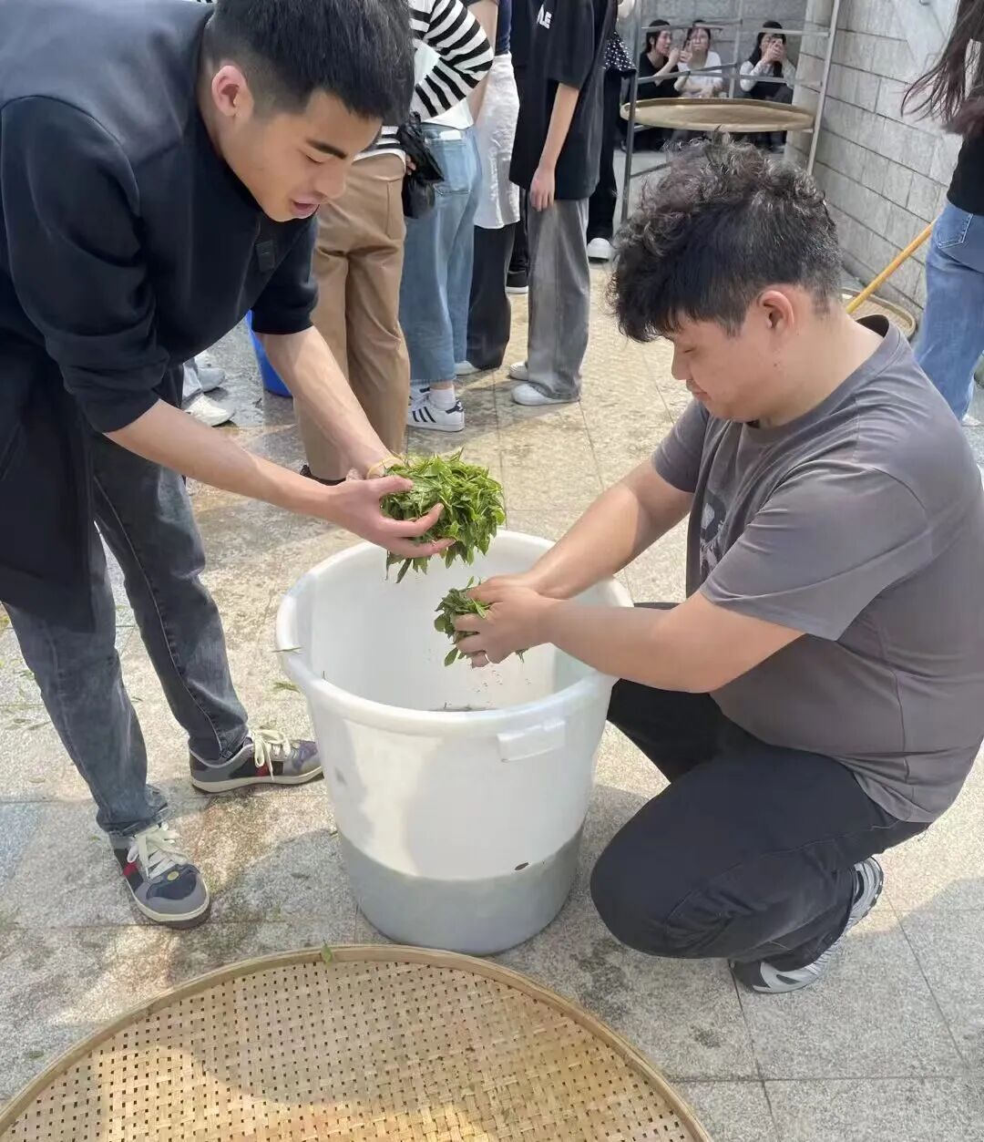 单招采茶活动1.jpg