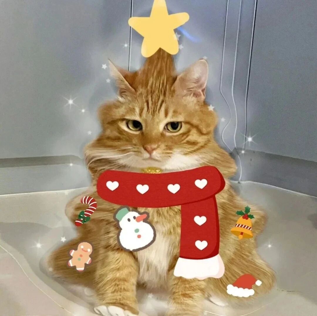 圣诞节猫咪萌宠头像
