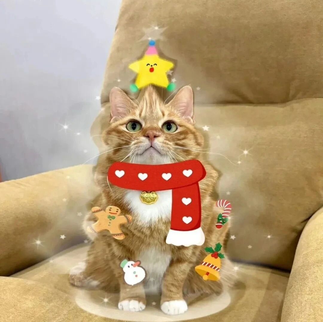 圣诞节猫咪萌宠头像
