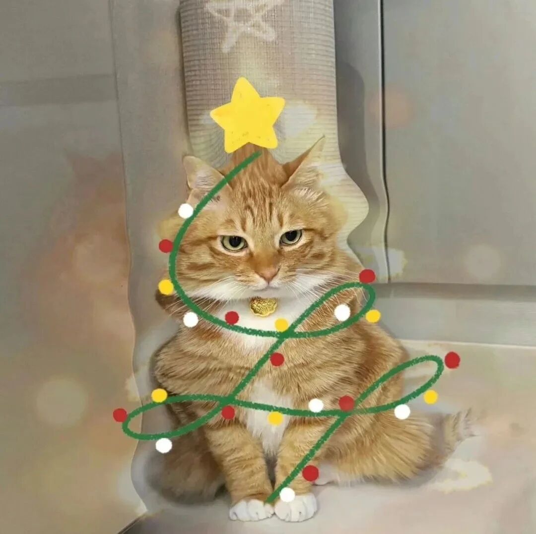 圣诞节猫咪萌宠头像