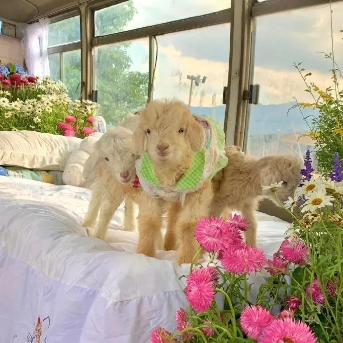小羊朋友圈背景图