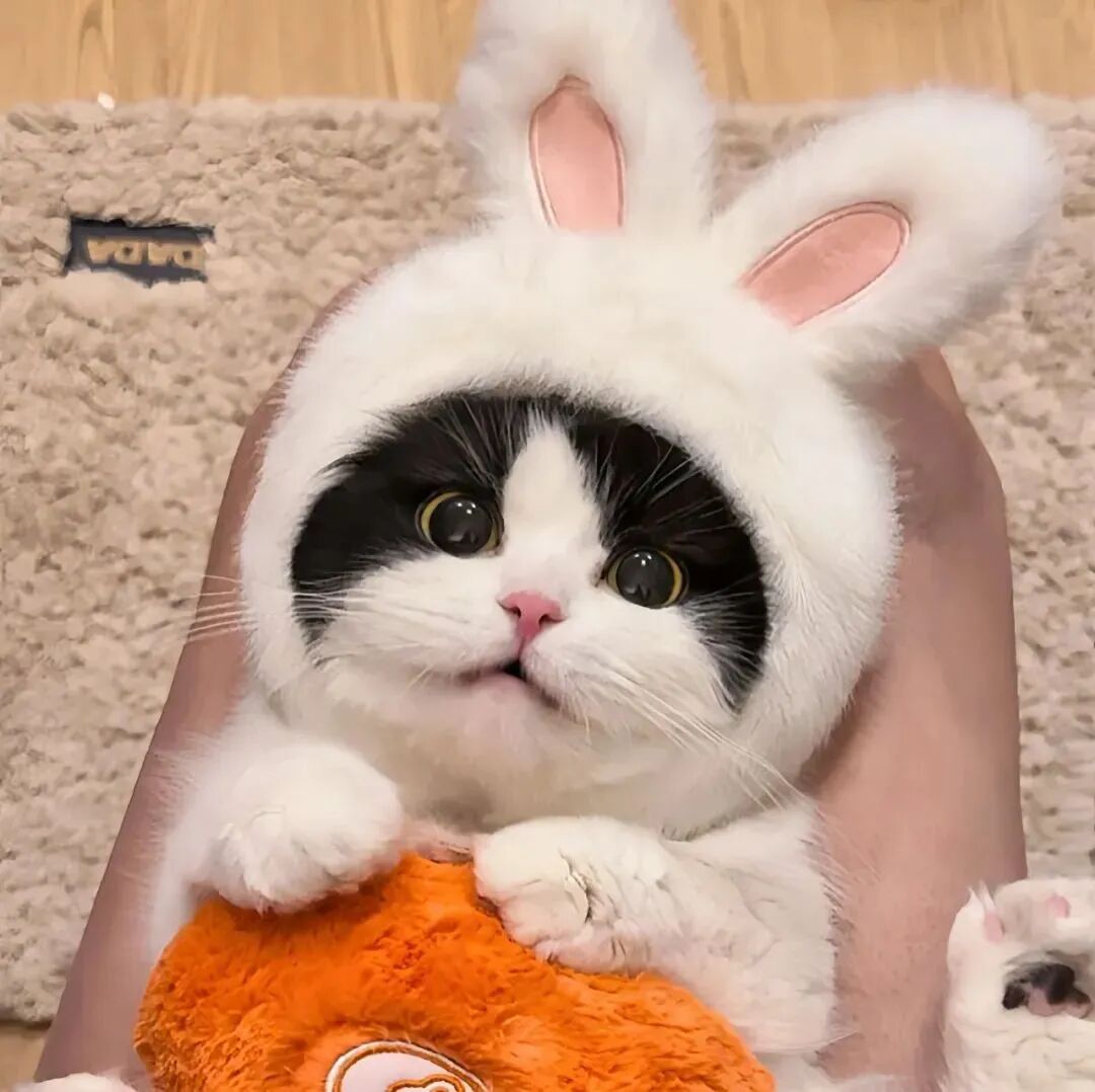 可爱猫咪萌宠头像