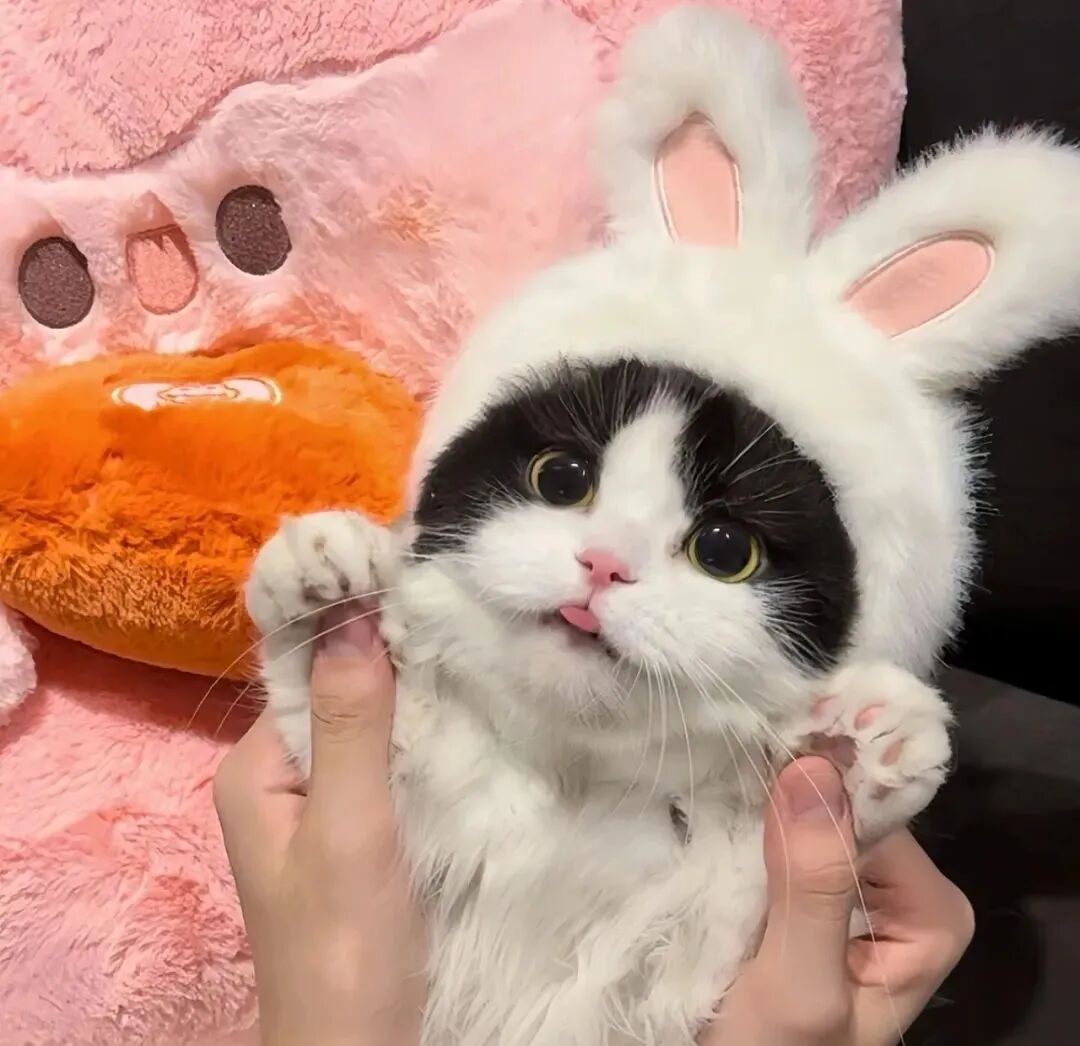 可爱猫咪萌宠头像