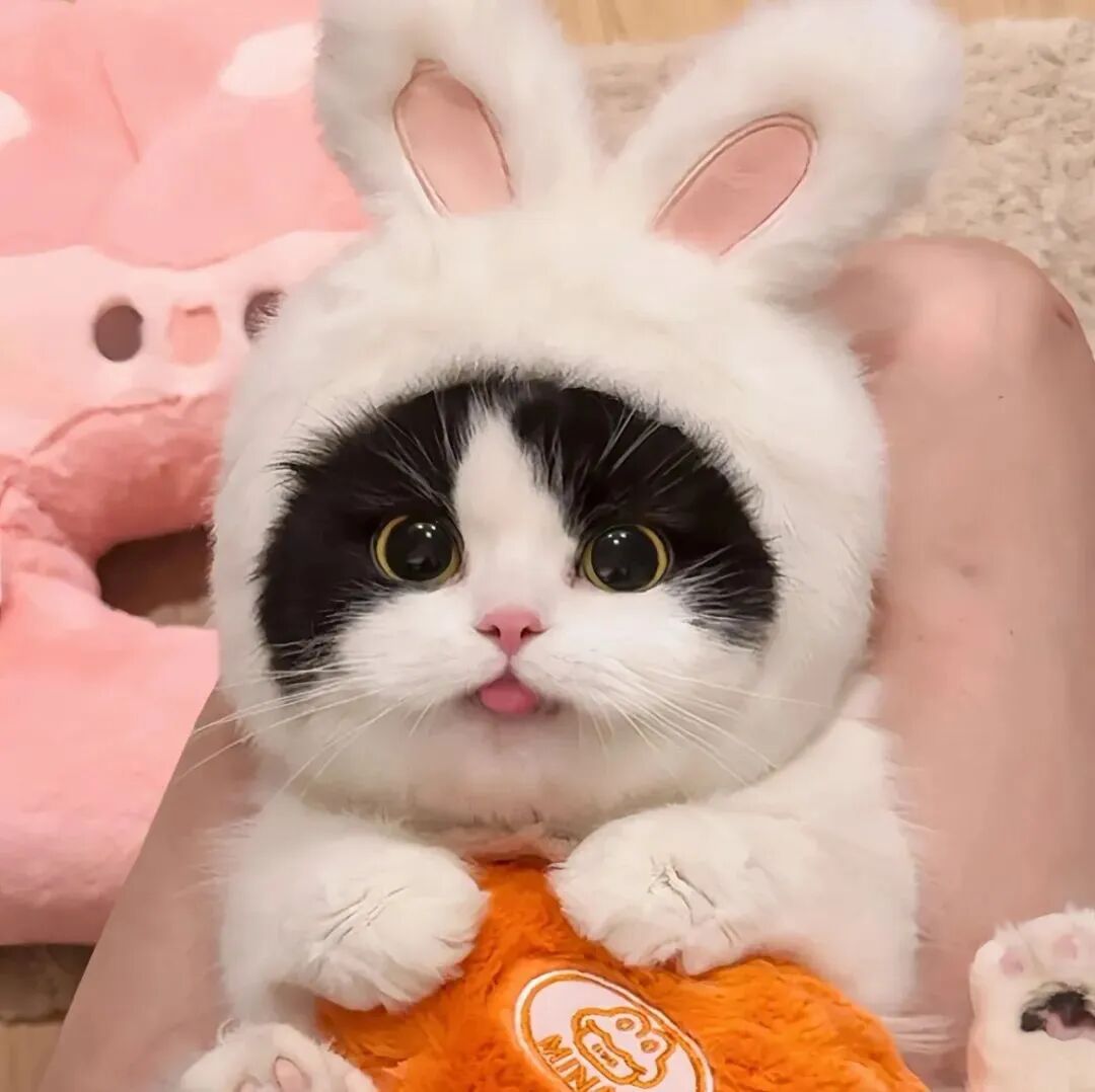 可爱猫咪萌宠头像