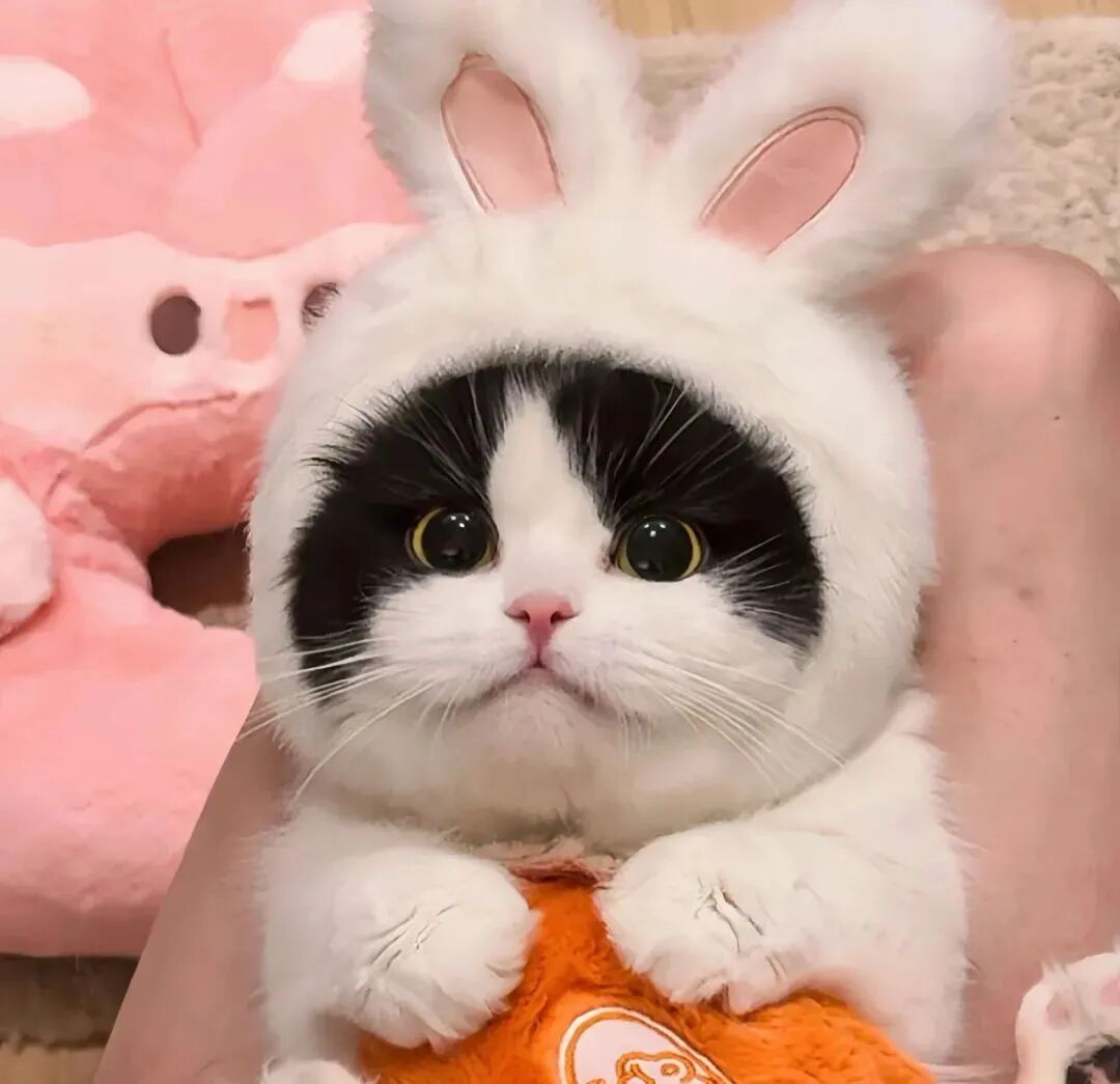 可爱猫咪萌宠头像