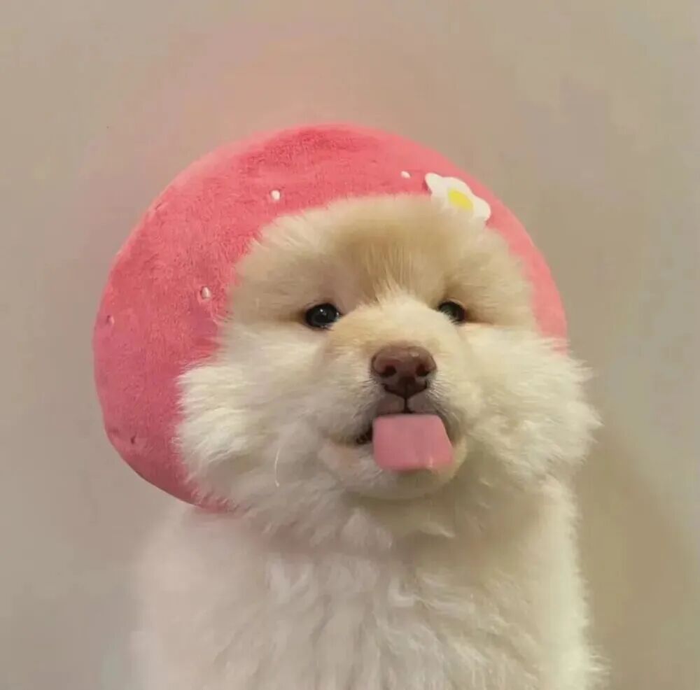nikeaizwtrznkozzhouyu可爱狗狗萌宠情侣头像
