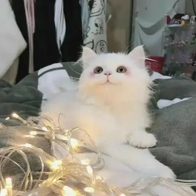 猫咪萌宠头像