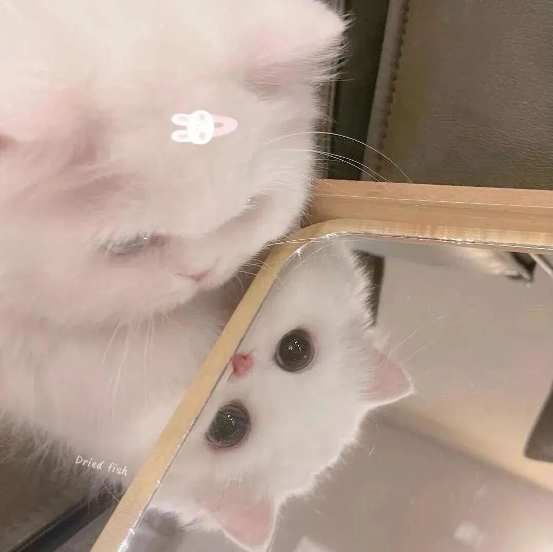 猫咪萌宠头像