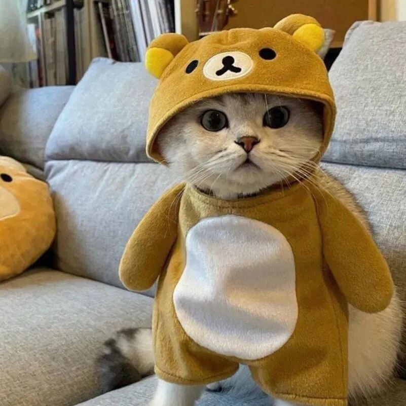 可爱猫咪萌宠头像
