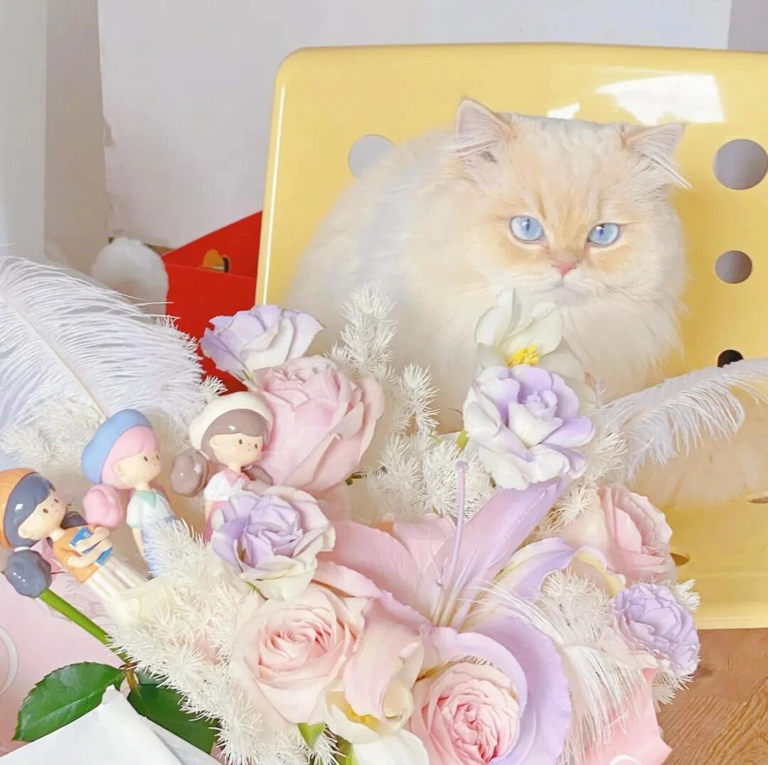 鲜花猫咪萌宠头像