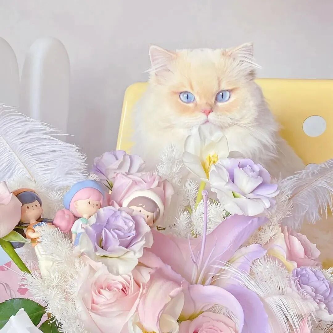 鲜花猫咪萌宠头像