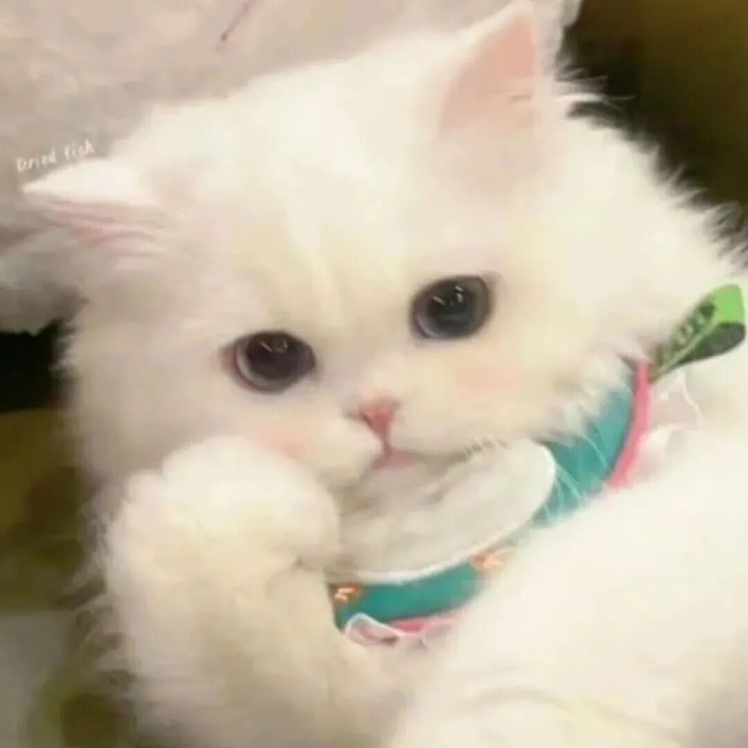猫咪萌宠头像