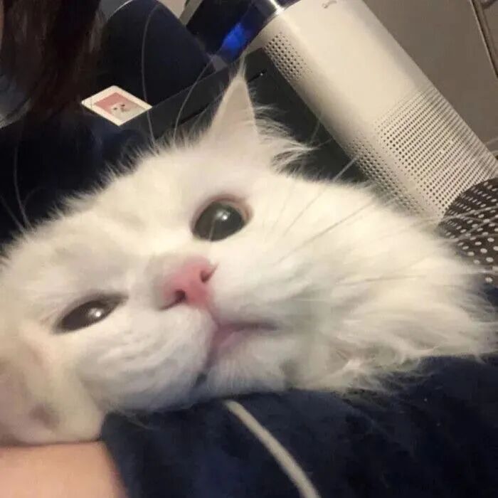 猫咪萌宠头像