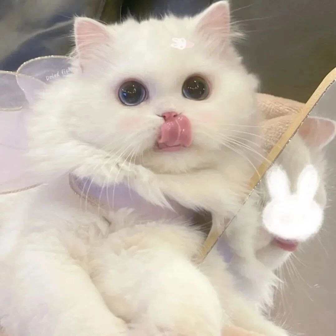 猫咪萌宠头像