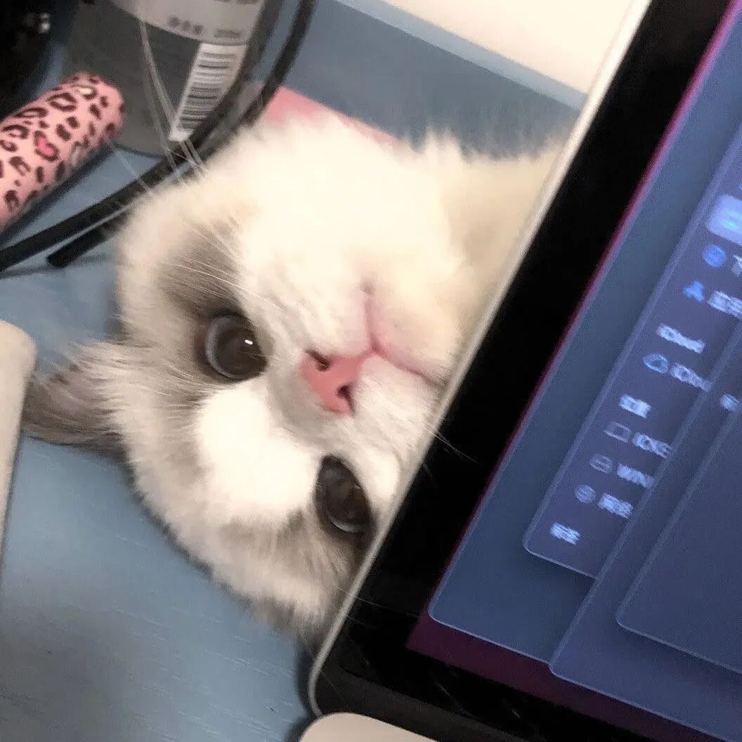猫咪萌宠头像