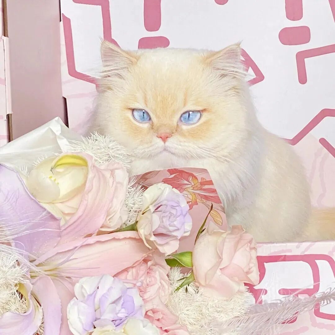 鲜花猫咪萌宠头像