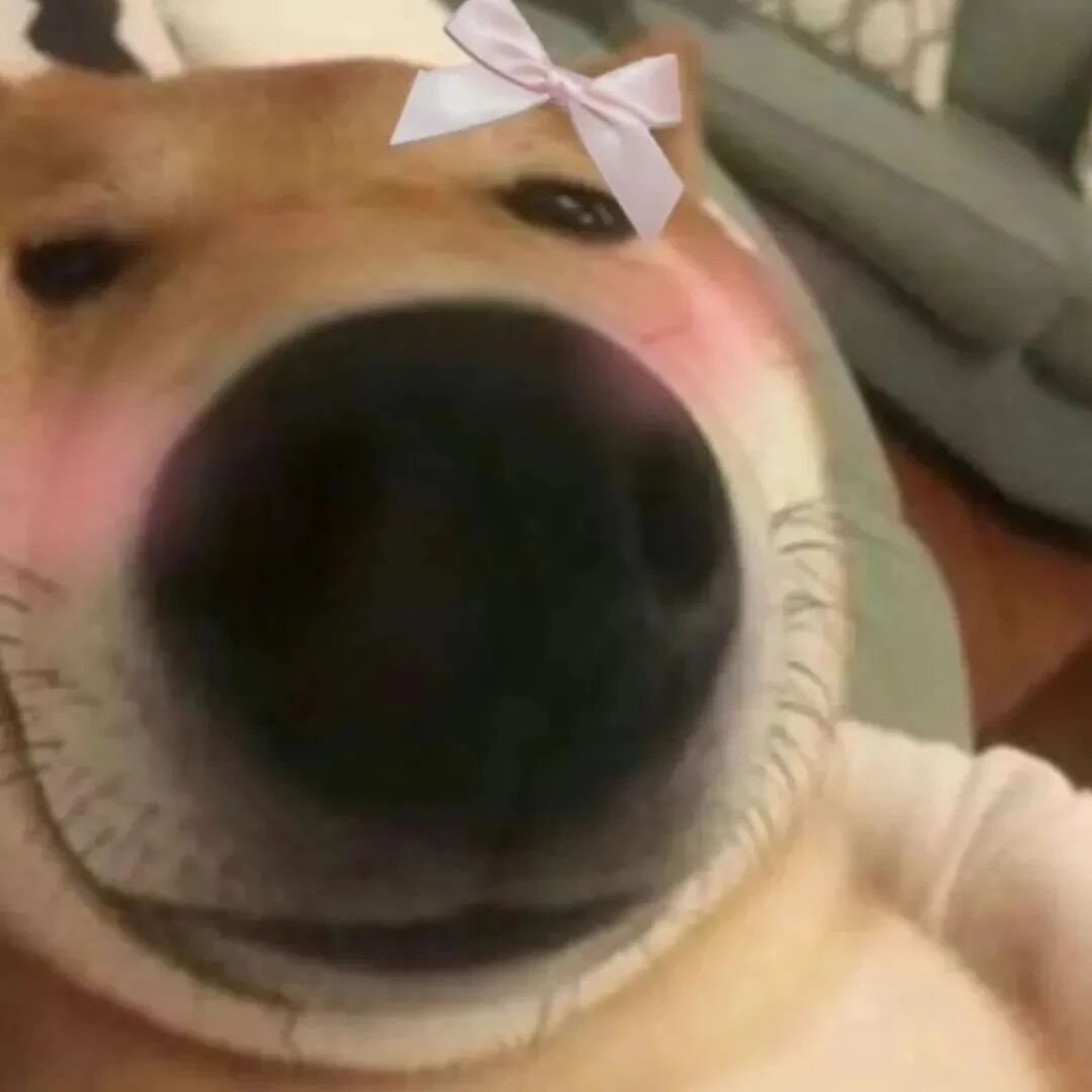 mengchonglaopo柴犬狗狗萌宠情侣头像