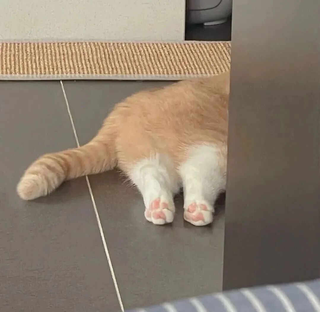 猫咪萌宠头像