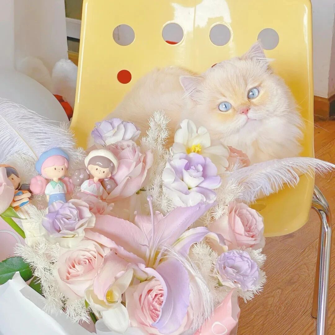 鲜花猫咪萌宠头像