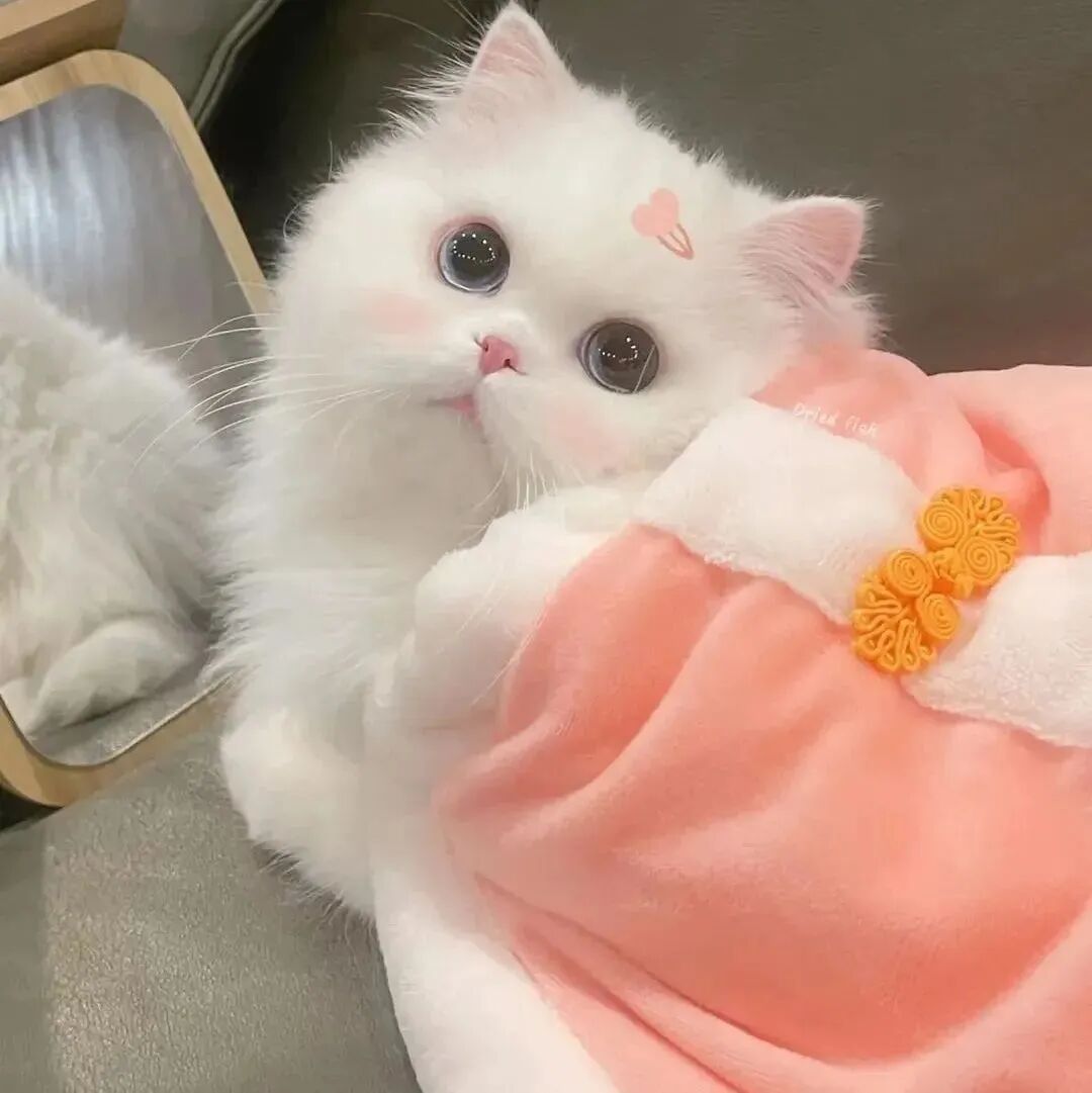 猫咪萌宠头像