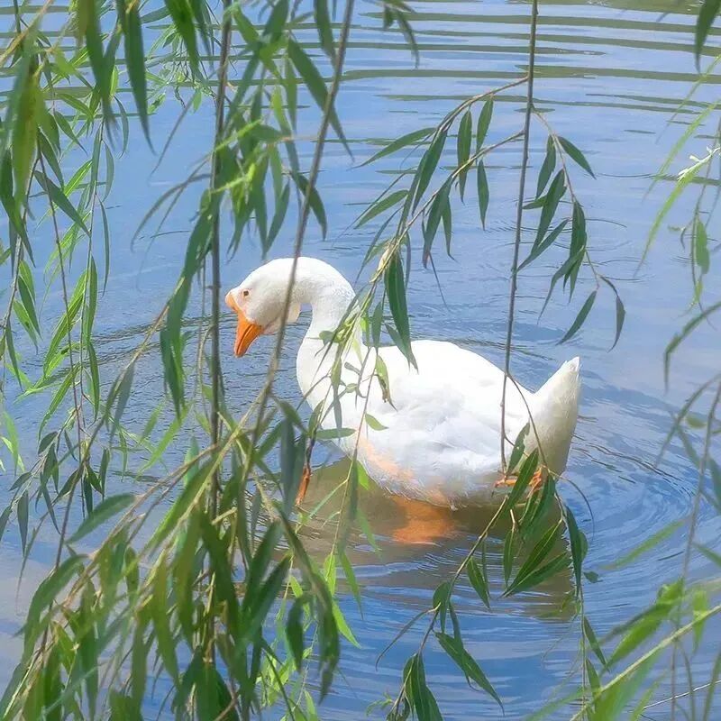 春天鹅鹅鹅朋友圈背景图