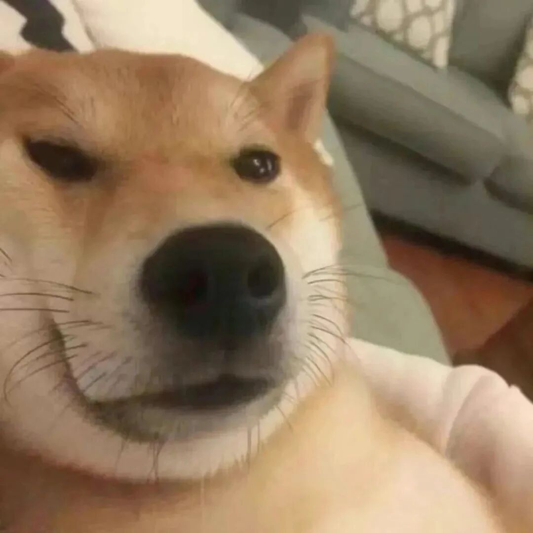mengchonglaopo柴犬狗狗萌宠情侣头像