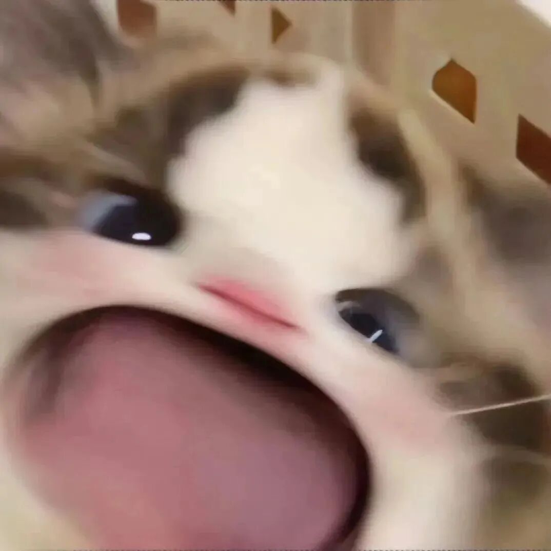 sdmaomigailaopo沙雕搞怪猫咪情侣头像