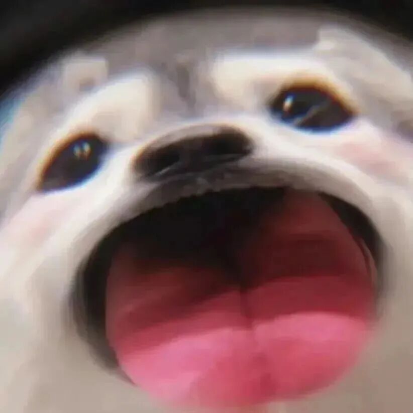 sdmaomigailaopo沙雕搞怪猫咪情侣头像