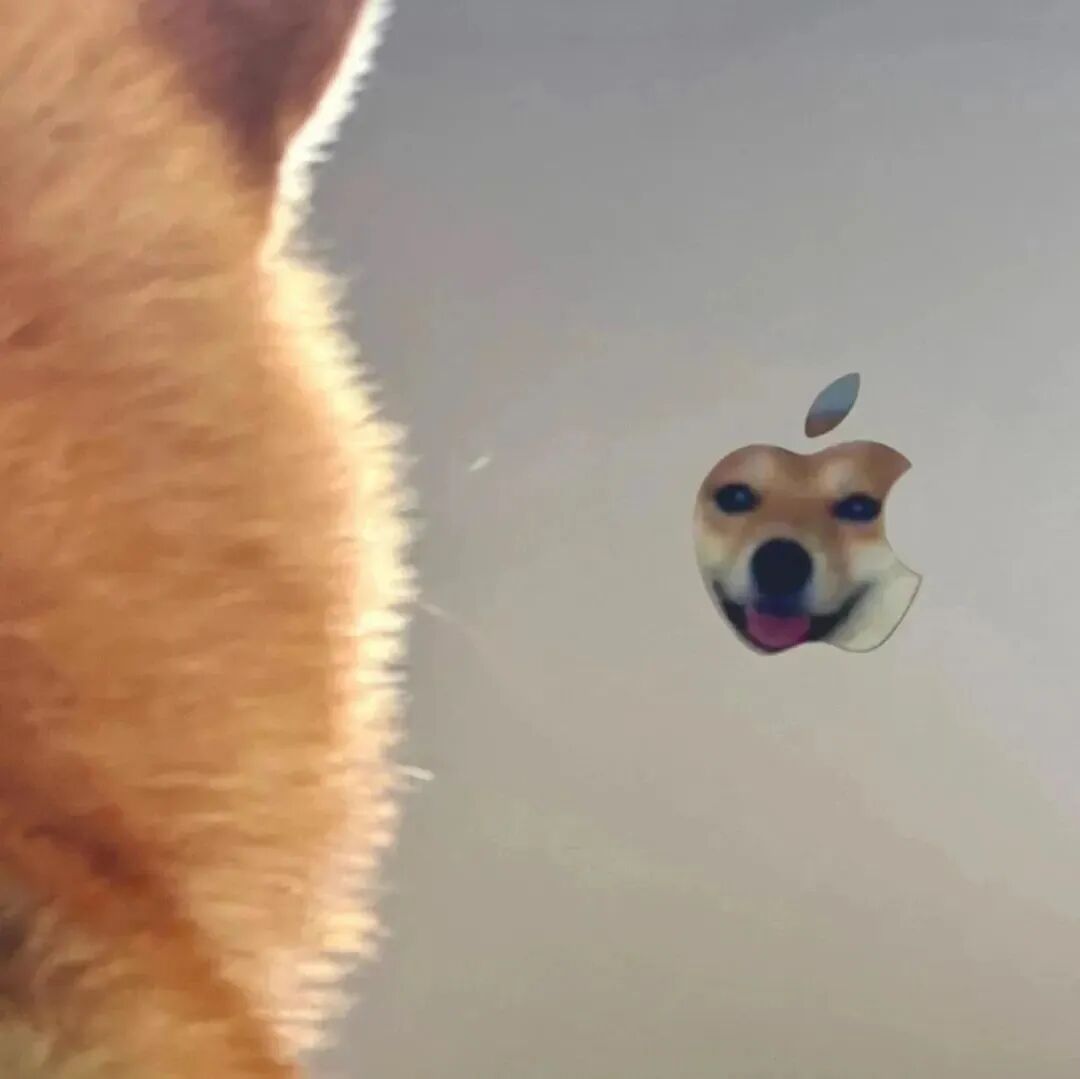 柴犬狗狗苹果萌宠头像