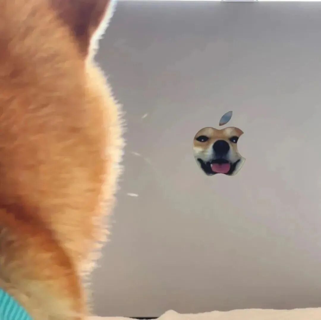 柴犬狗狗苹果萌宠头像