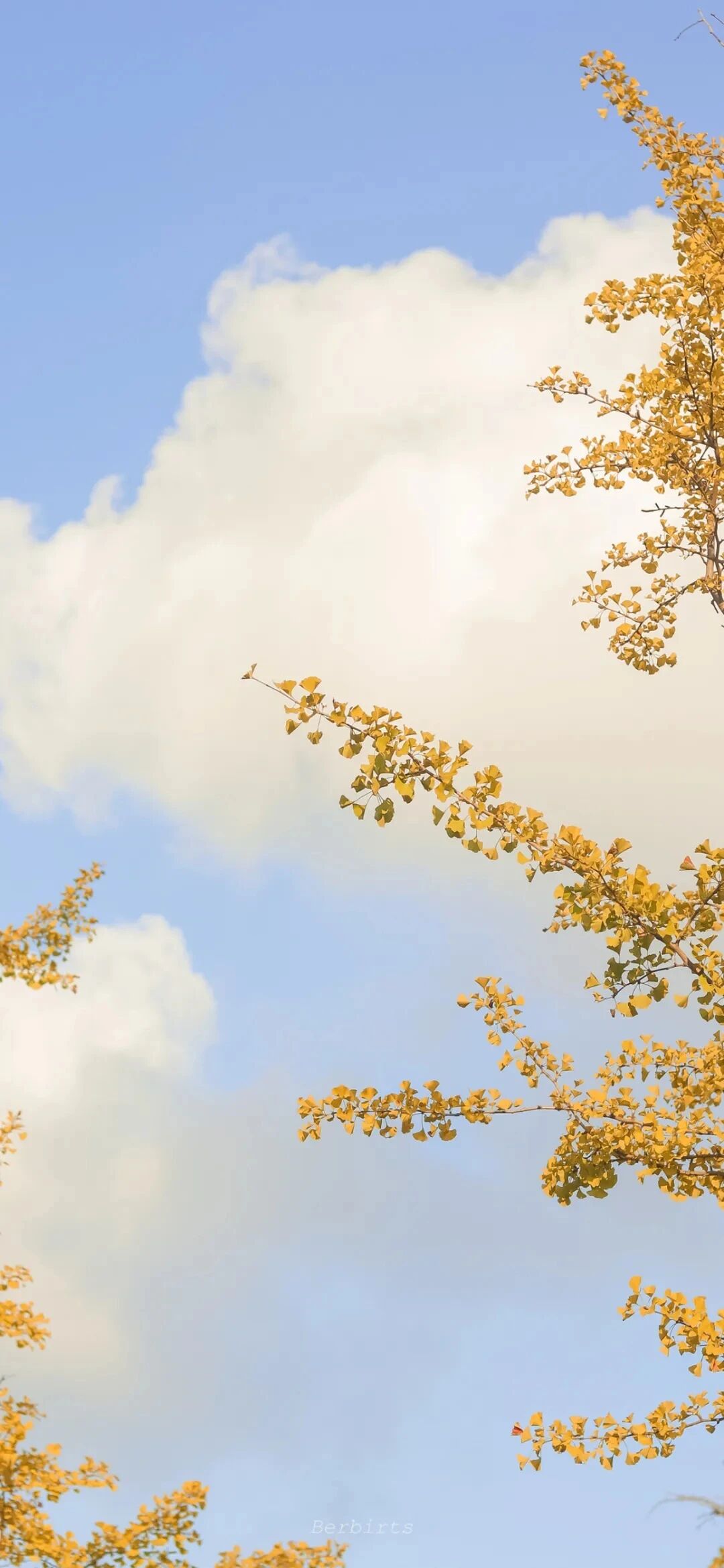 风景