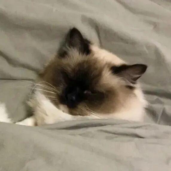 maomicaqinaihe猫咪萌宠情侣头像
