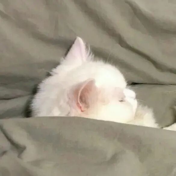 maomicaqinaihe猫咪萌宠情侣头像