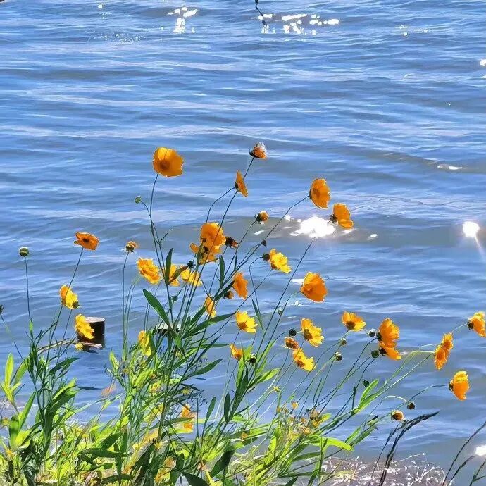 花朵朋友圈背景图