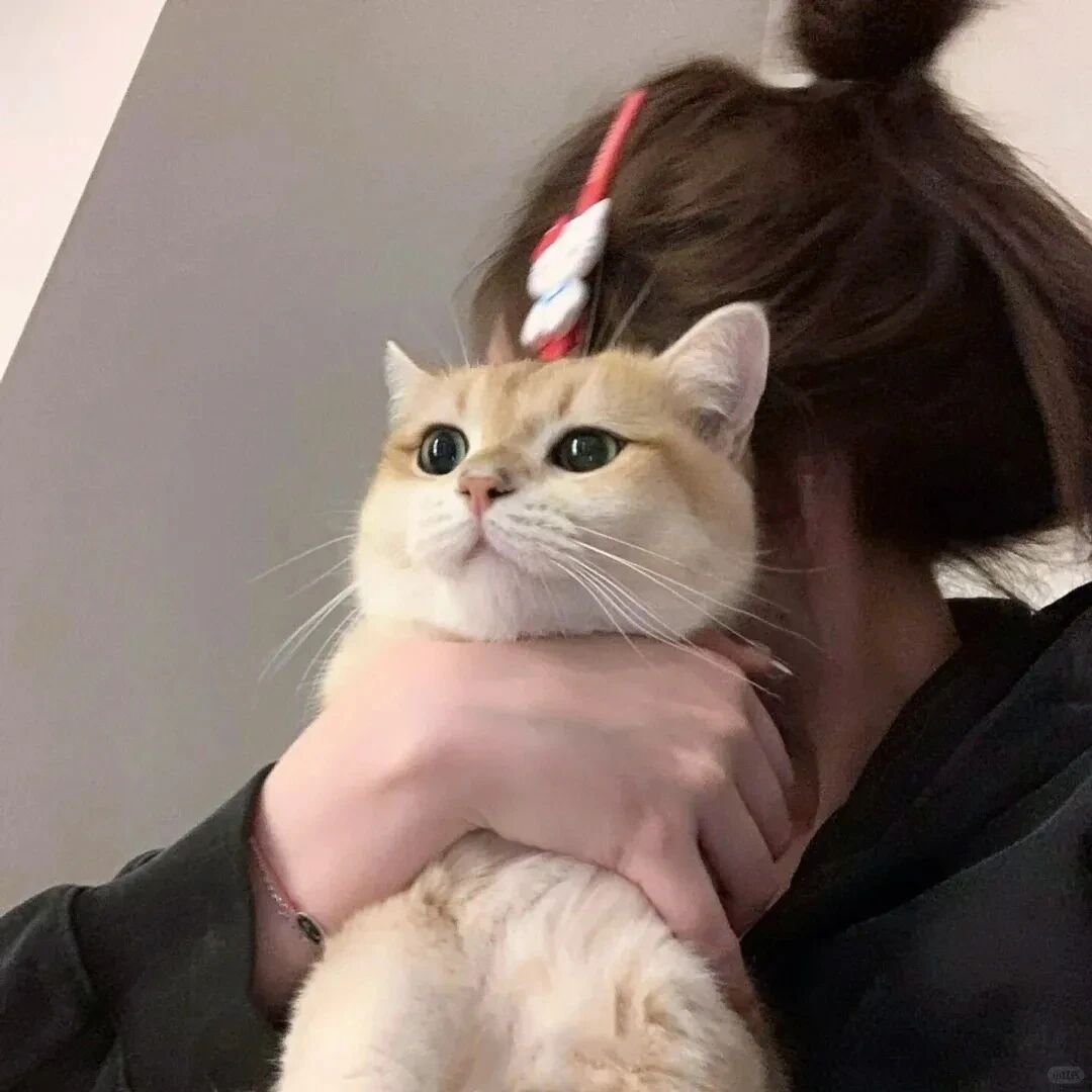 抱着猫咪甜妹不露脸女生头像