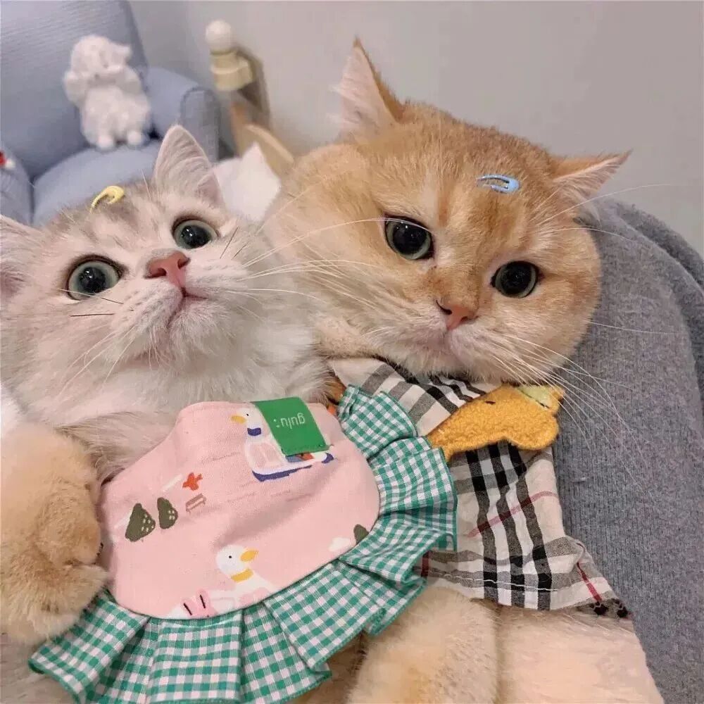 情侣头像 小猫情头 小猫情侣头像 可爱情侣头像 可爱情头