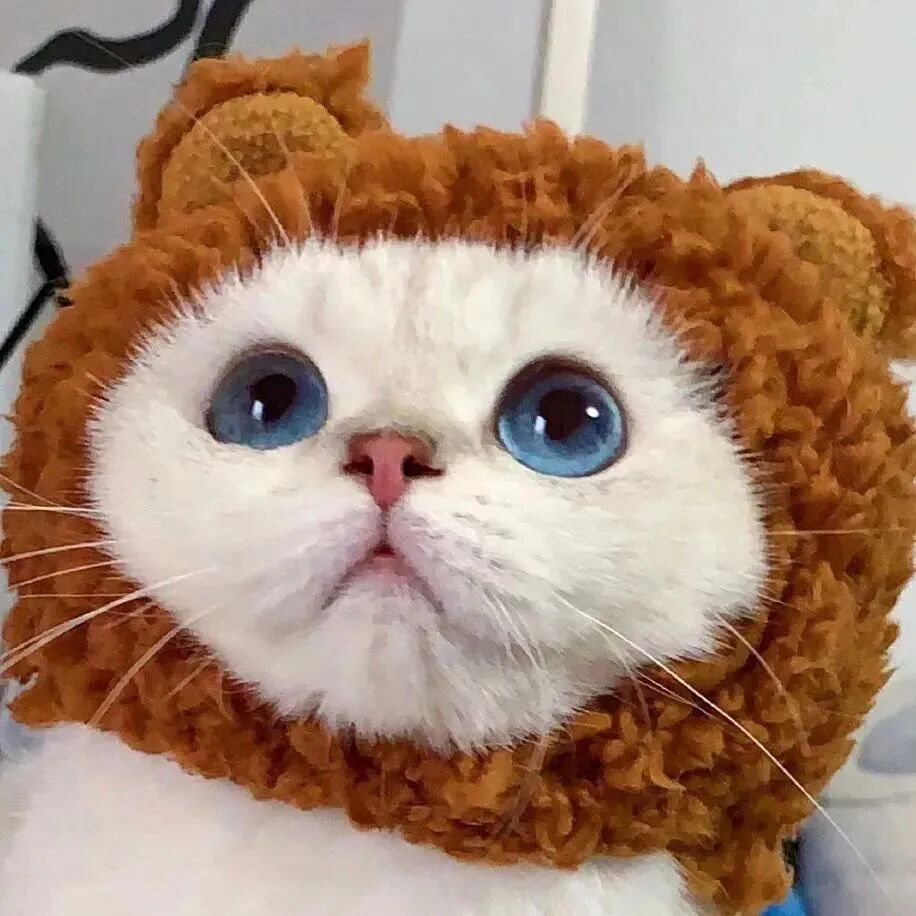 萌宠 萌宠头像  小猫头像 可爱 可爱头像
