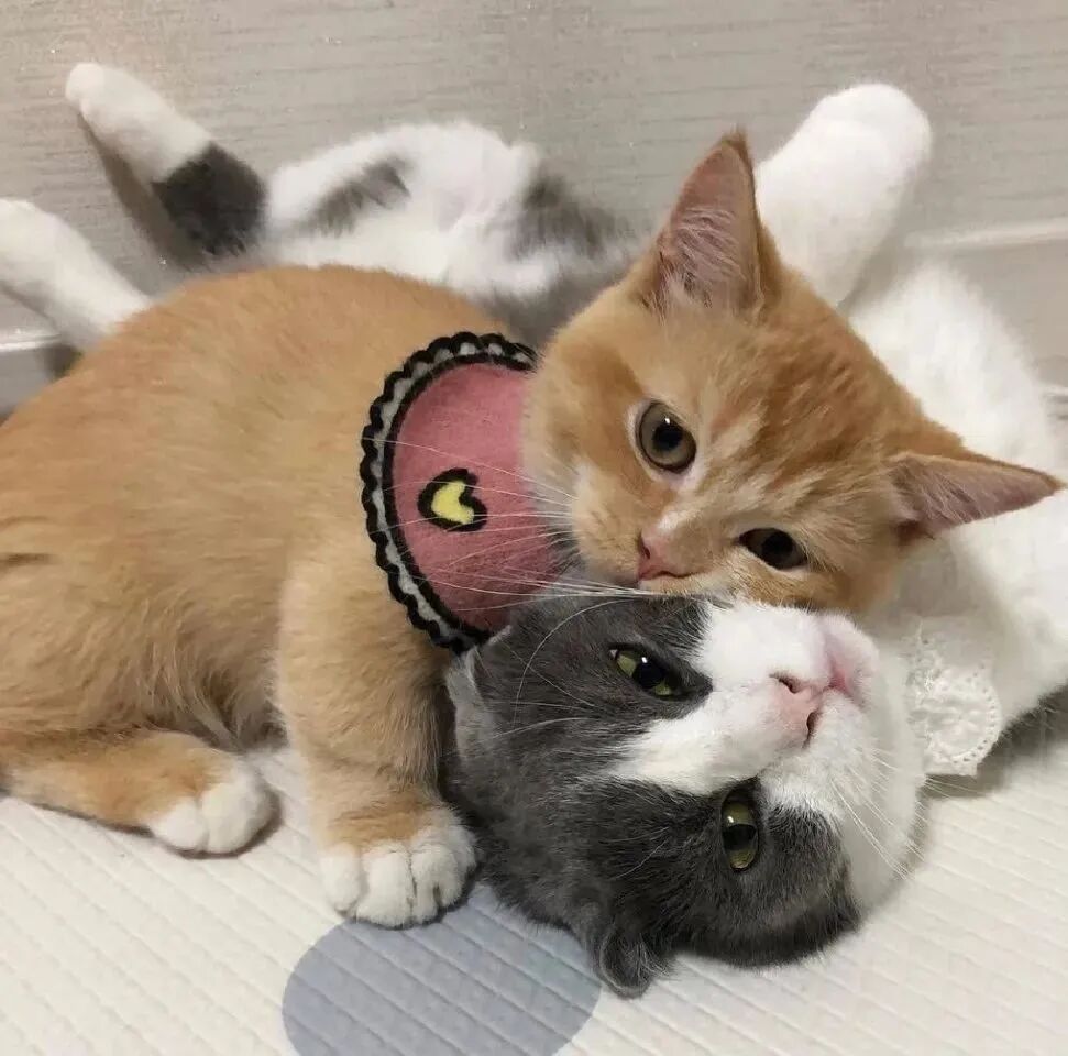萌宠 萌宠头像 宠物  猫头像