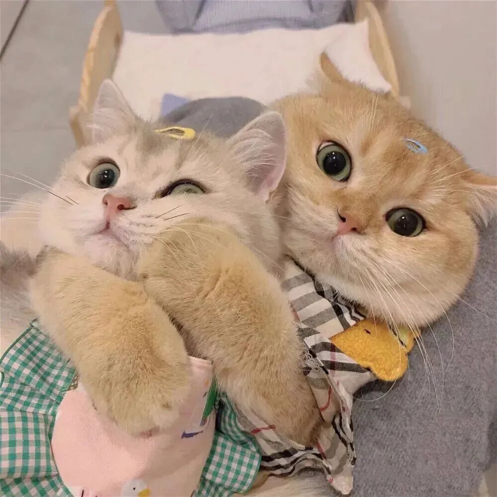 情侣头像 小猫情头 小猫情侣头像 可爱情侣头像 可爱情头