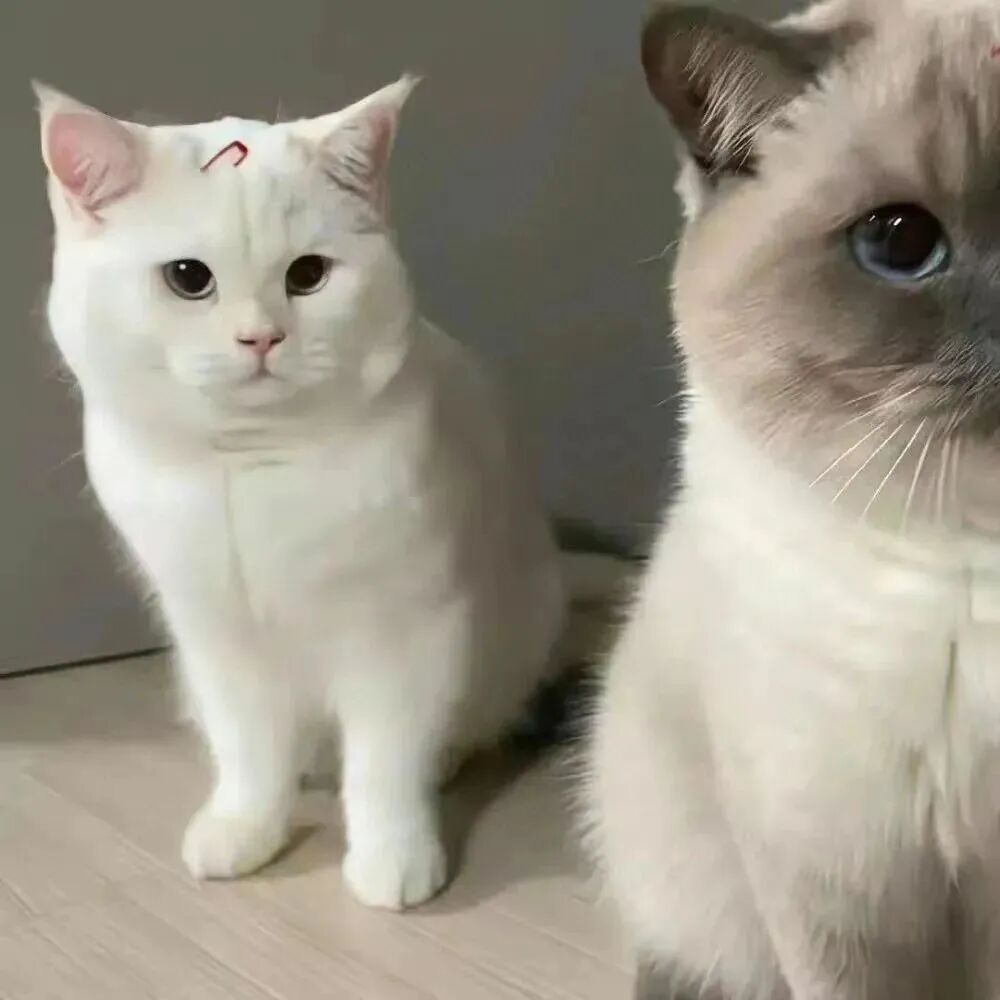 情侣头像 小猫情侣头像