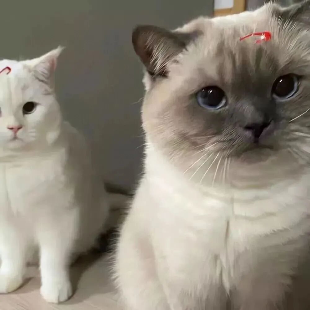 情侣头像 小猫情侣头像