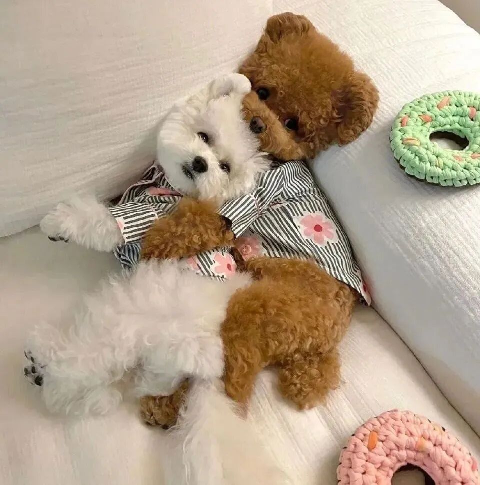 萌宠 萌宠头像 宠物  狗头像