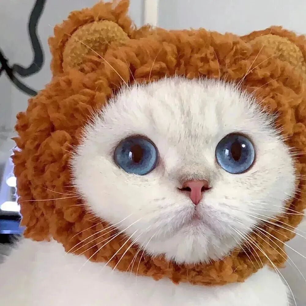 萌宠 萌宠头像  小猫头像 可爱 可爱头像