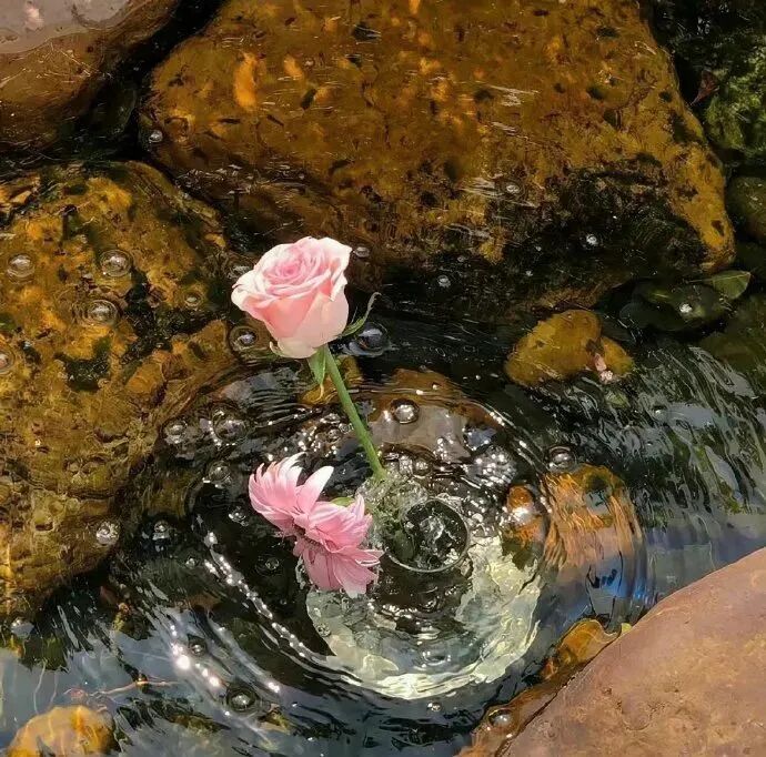  背景图 朋友圈背景 ins ins高级感 高级感背景图 花