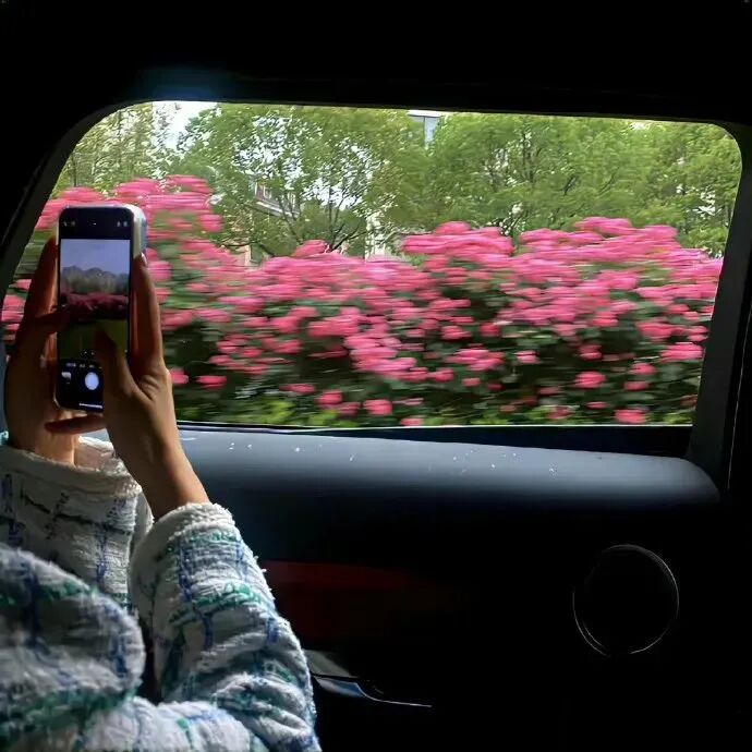 背景图 朋友圈背景图 ins ins背景图 高级感 高级感背景图 花