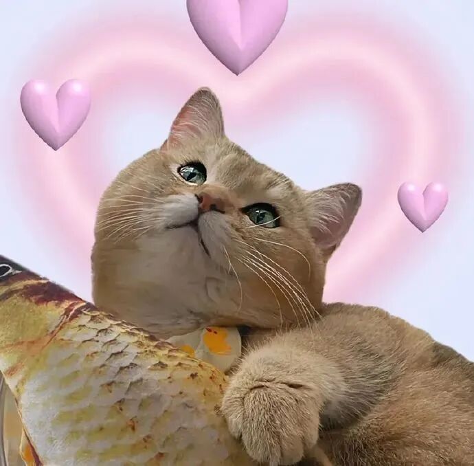 萌宠 萌宠头像 宠物  猫